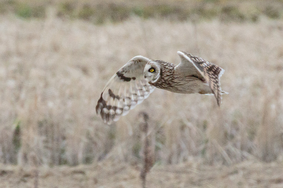 コミミズクの画像