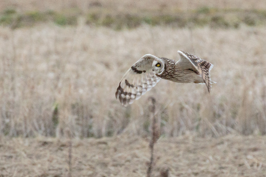 コミミズクの画像