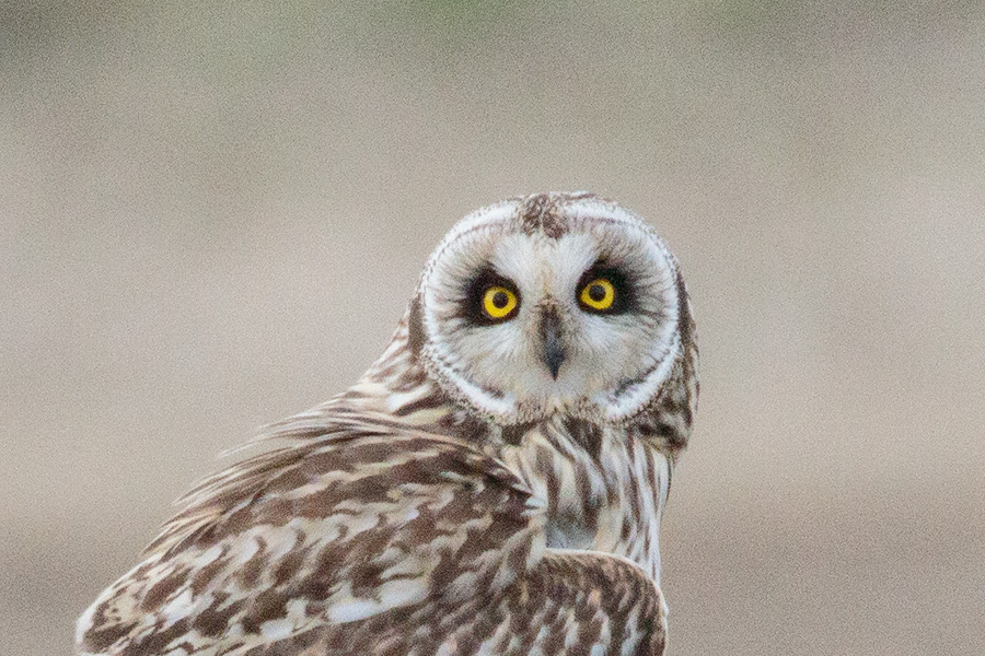 コミミズクの画像