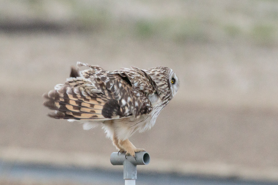 コミミズクの画像