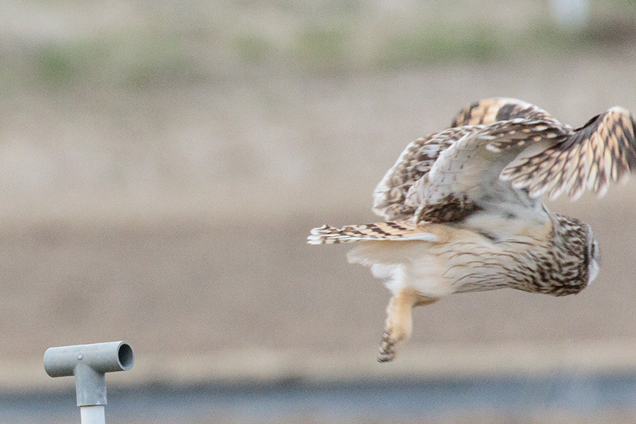 コミミズクの画像