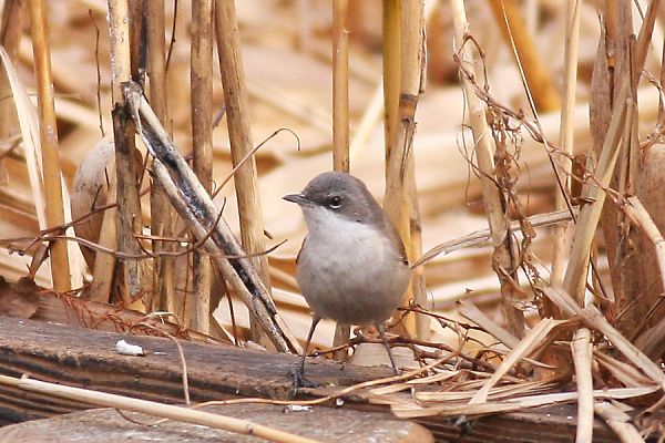 コノドジロムシクイ コノドジロムシクイの画像