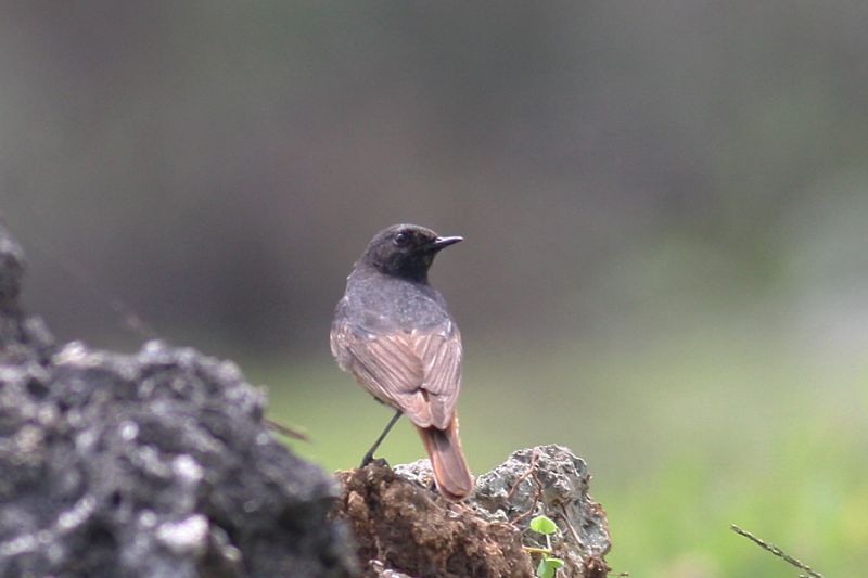 クロジョウビタキ クロジョウビタキの画像