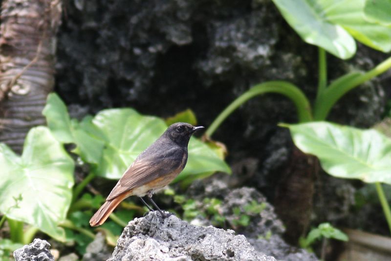 クロジョウビタキ クロジョウビタキの画像