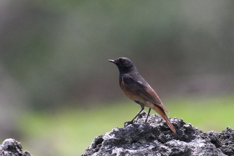 クロジョウビタキ クロジョウビタキの画像