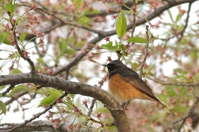 クロジョウビタキの画像