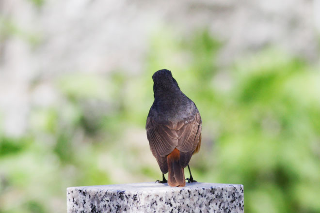 クロジョウビタキ クロジョウビタキの画像