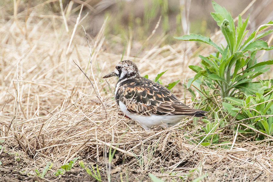 キョウジョシギの画像