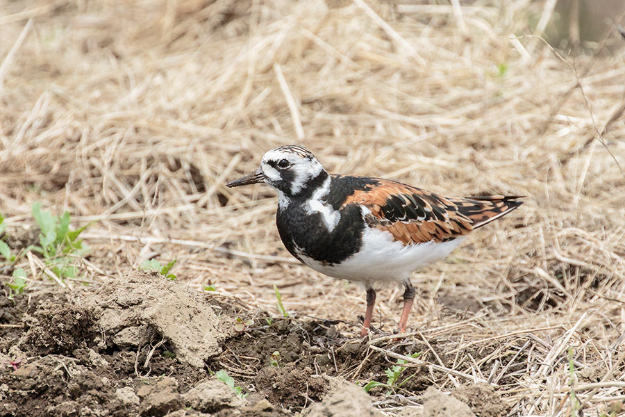 キョウジョシギの画像