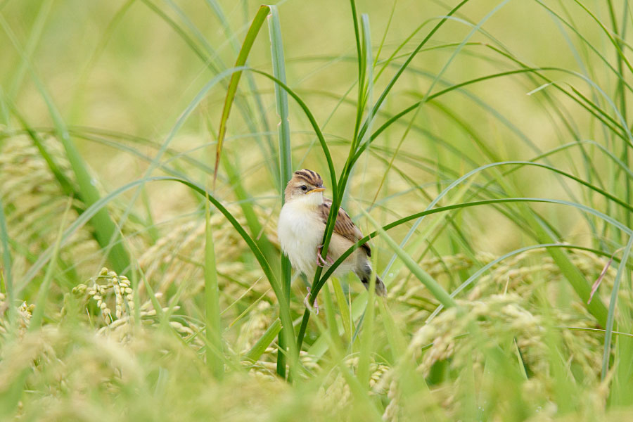 セッカ幼鳥の画像