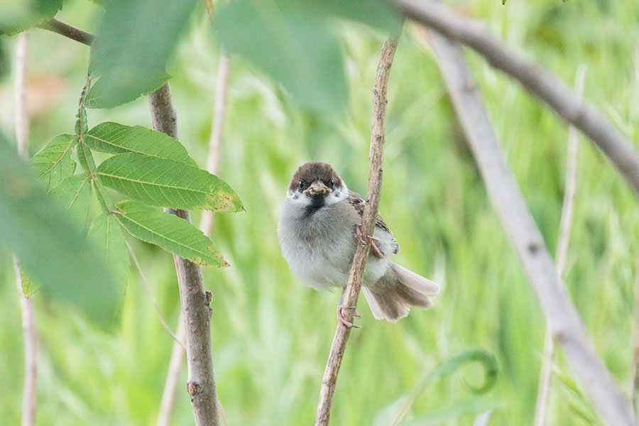 スズメの幼鳥の画像