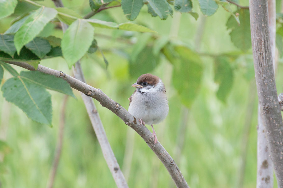 スズメの幼鳥の画像