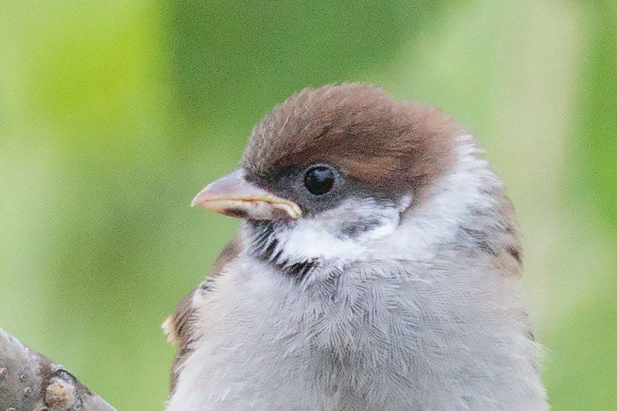 スズメの幼鳥の画像