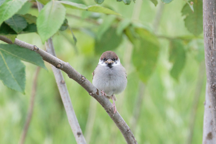 スズメの幼鳥の画像