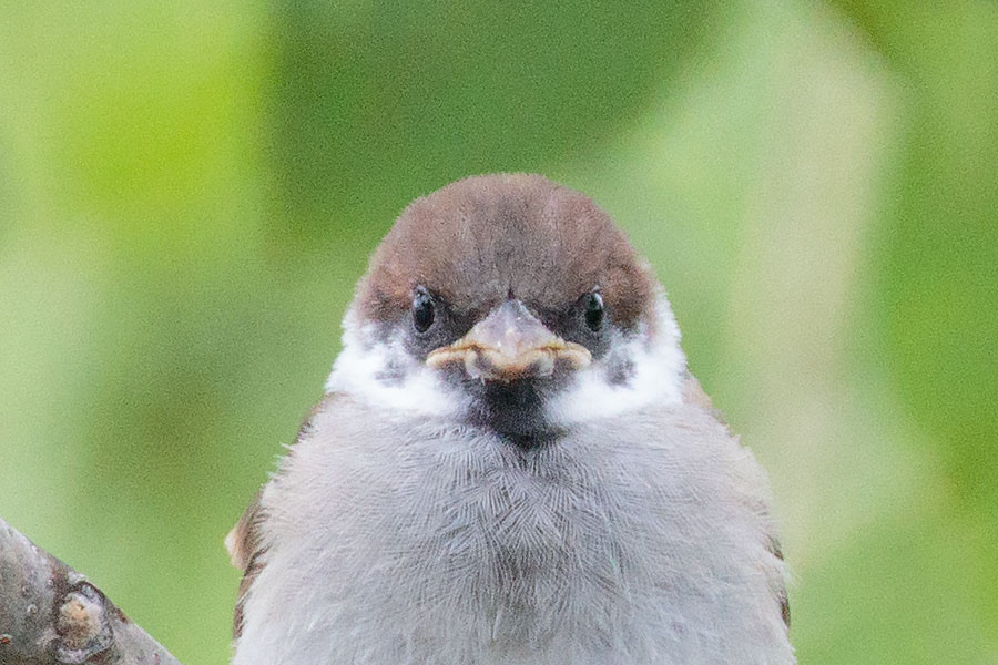 スズメの幼鳥の画像