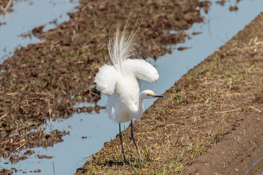 チュウサギ チュウサギの画像