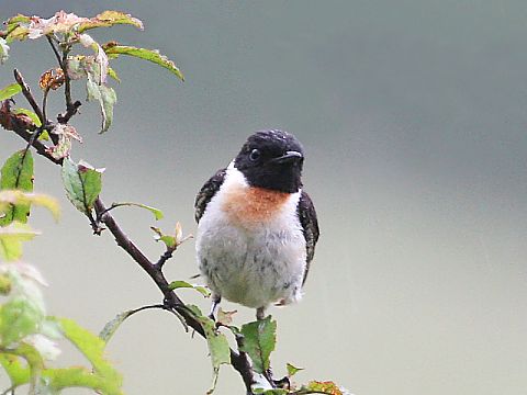 ノビタキの画像