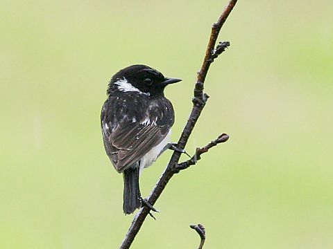 ノビタキの画像