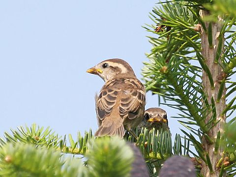 ニュウナイスズメの画像