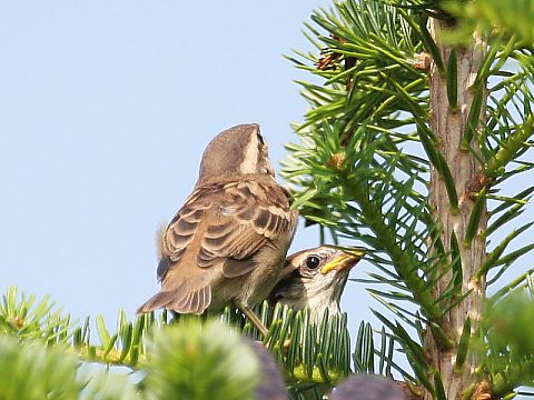 ニュウナイスズメ ニュウナイスズメの画像