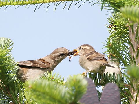 ニュウナイスズメ ニュウナイスズメの画像