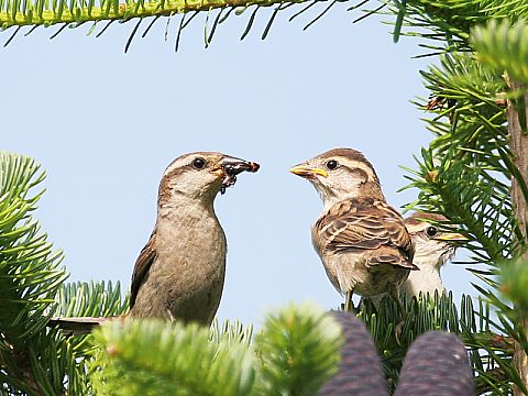 ニュウナイスズメ ニュウナイスズメの画像