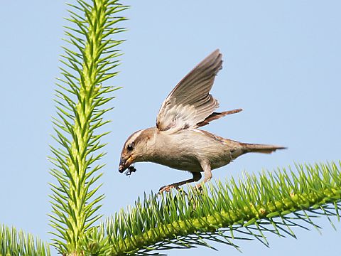 ニュウナイスズメ ニュウナイスズメの画像