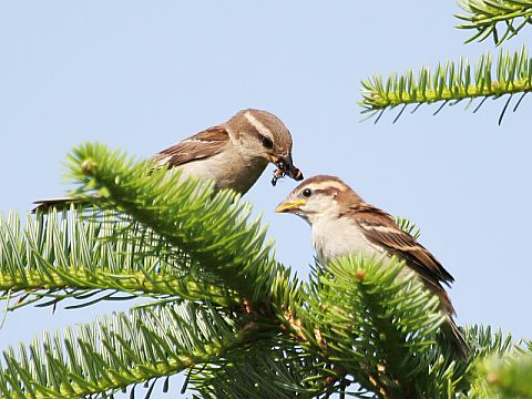 ニュウナイスズメ ニュウナイスズメの画像