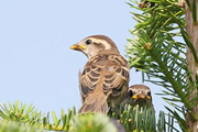 ニュウナイスズメ