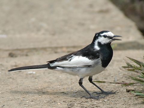 ハクセキレイの画像