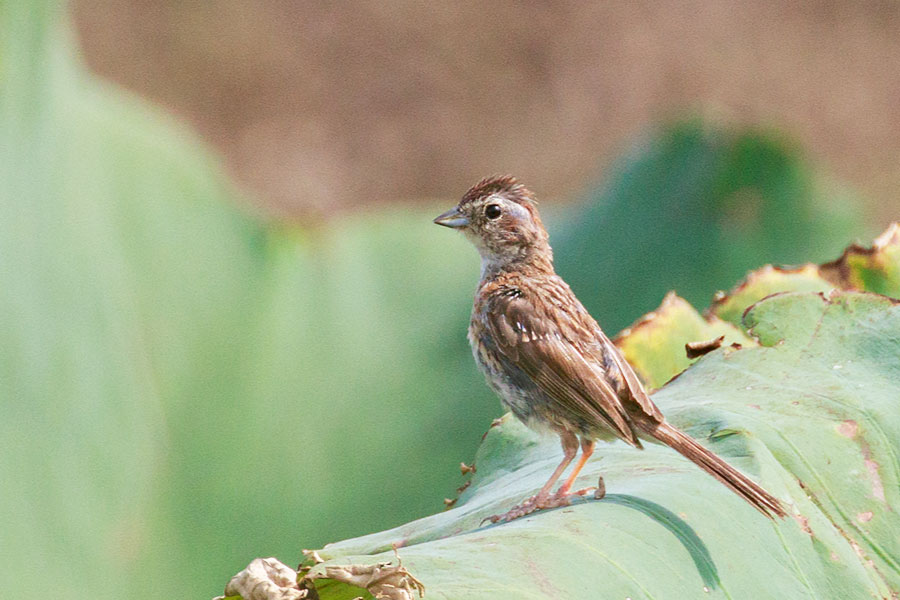 ホオジロ幼鳥の画像