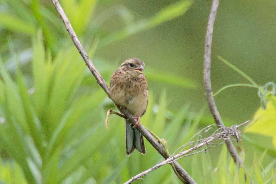 ホオジロ幼鳥の画像