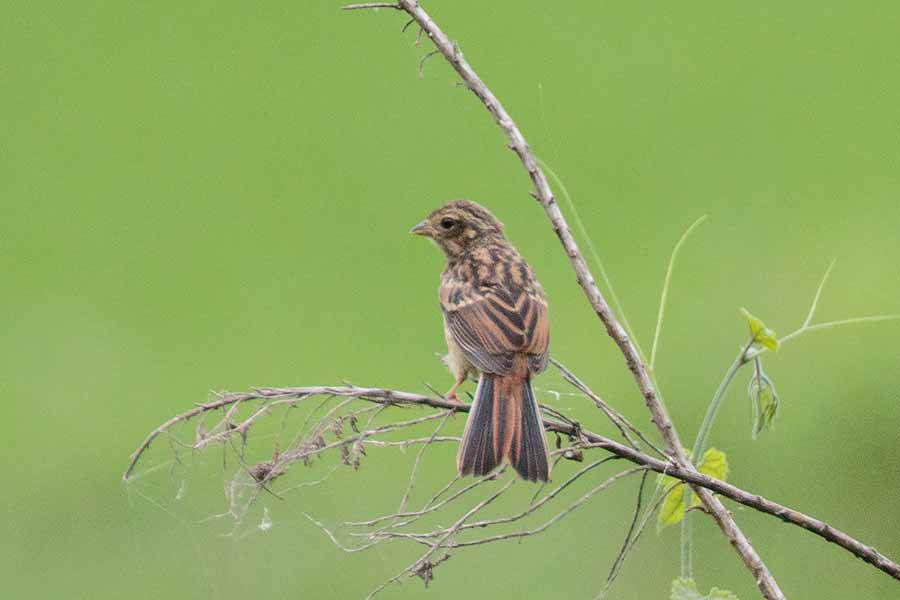 ホオジロ幼鳥 ホオジロ幼鳥の画像
