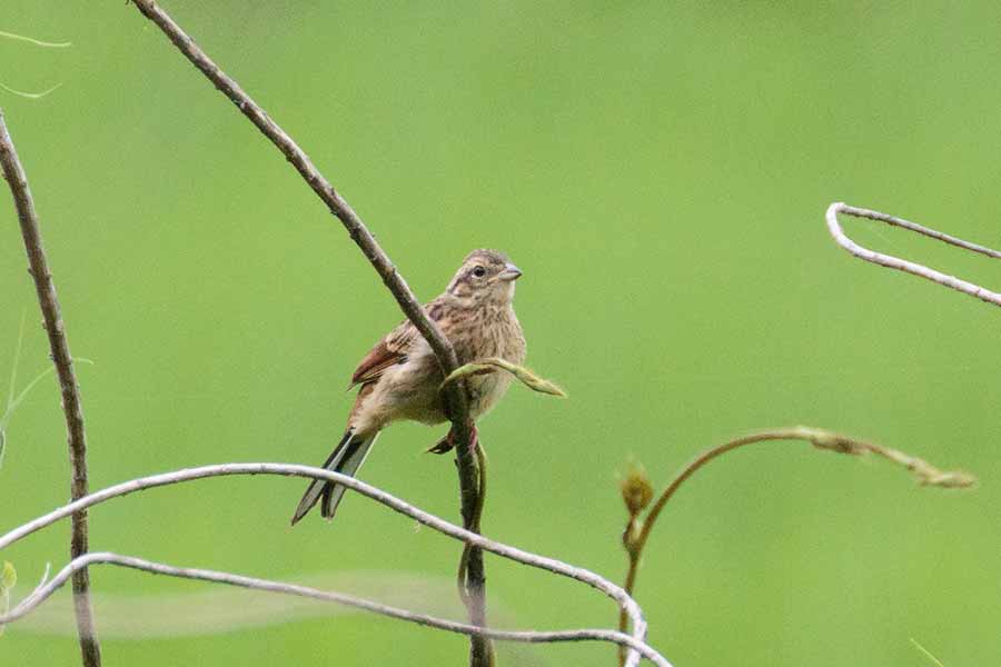 ホオジロ幼鳥 ホオジロ幼鳥の画像