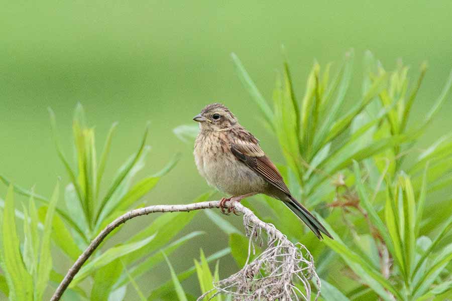 ホオジロ幼鳥 ホオジロ幼鳥の画像