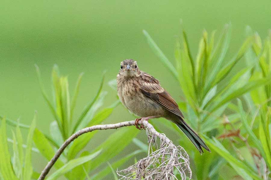 ホオジロ幼鳥 ホオジロ幼鳥の画像