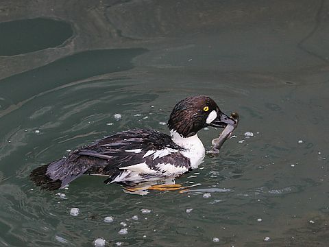 ホオジロガモの画像