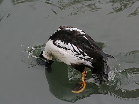 ホオジロガモの画像