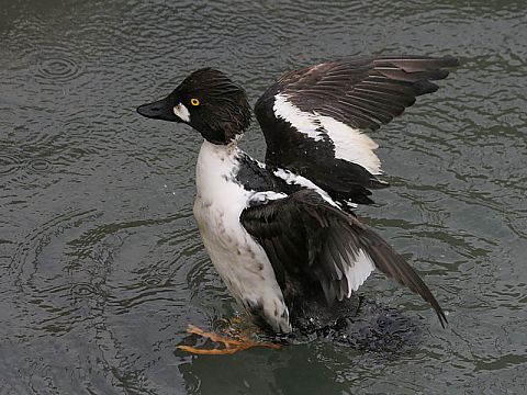 ホオジロガモの画像