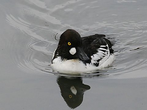 ホオジロガモの画像
