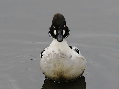 ホオジロガモの画像
