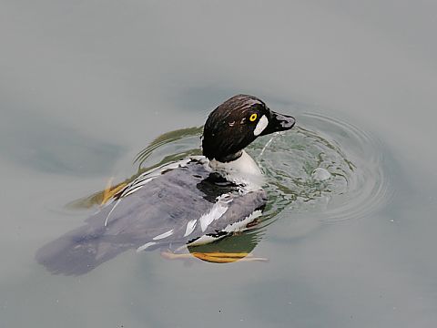 ホオジロガモの画像