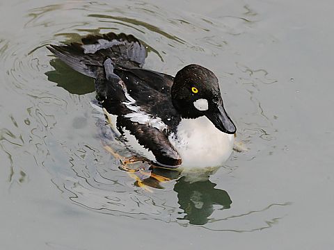ホオジロガモの画像