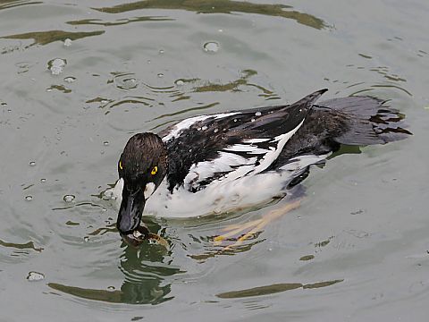 ホオジロガモの画像