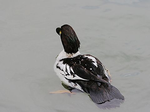 ホオジロガモの画像