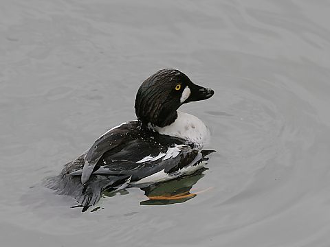 ホオジロガモの画像