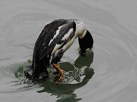 ホオジロガモの画像