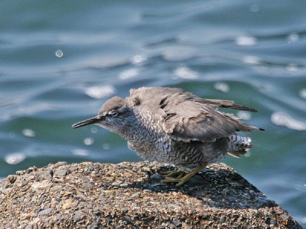 メリカンキアシシギ メリカンキアシシギの画像