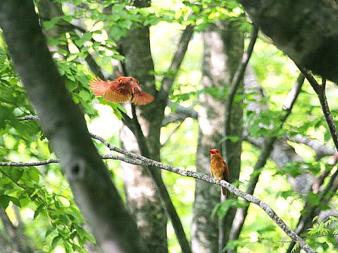 アカショウビン