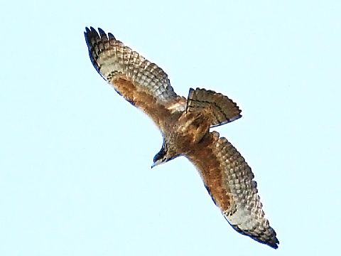 G]X